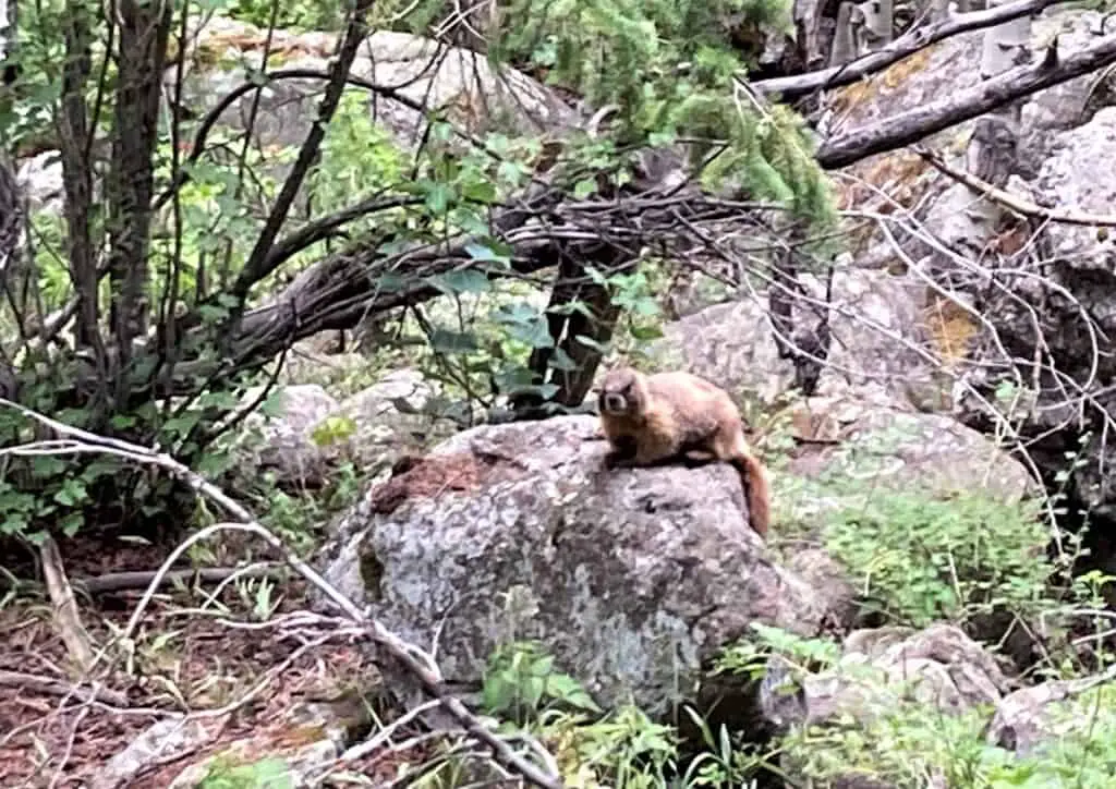 Marmot sitting on a rock along the trail to Cub lake