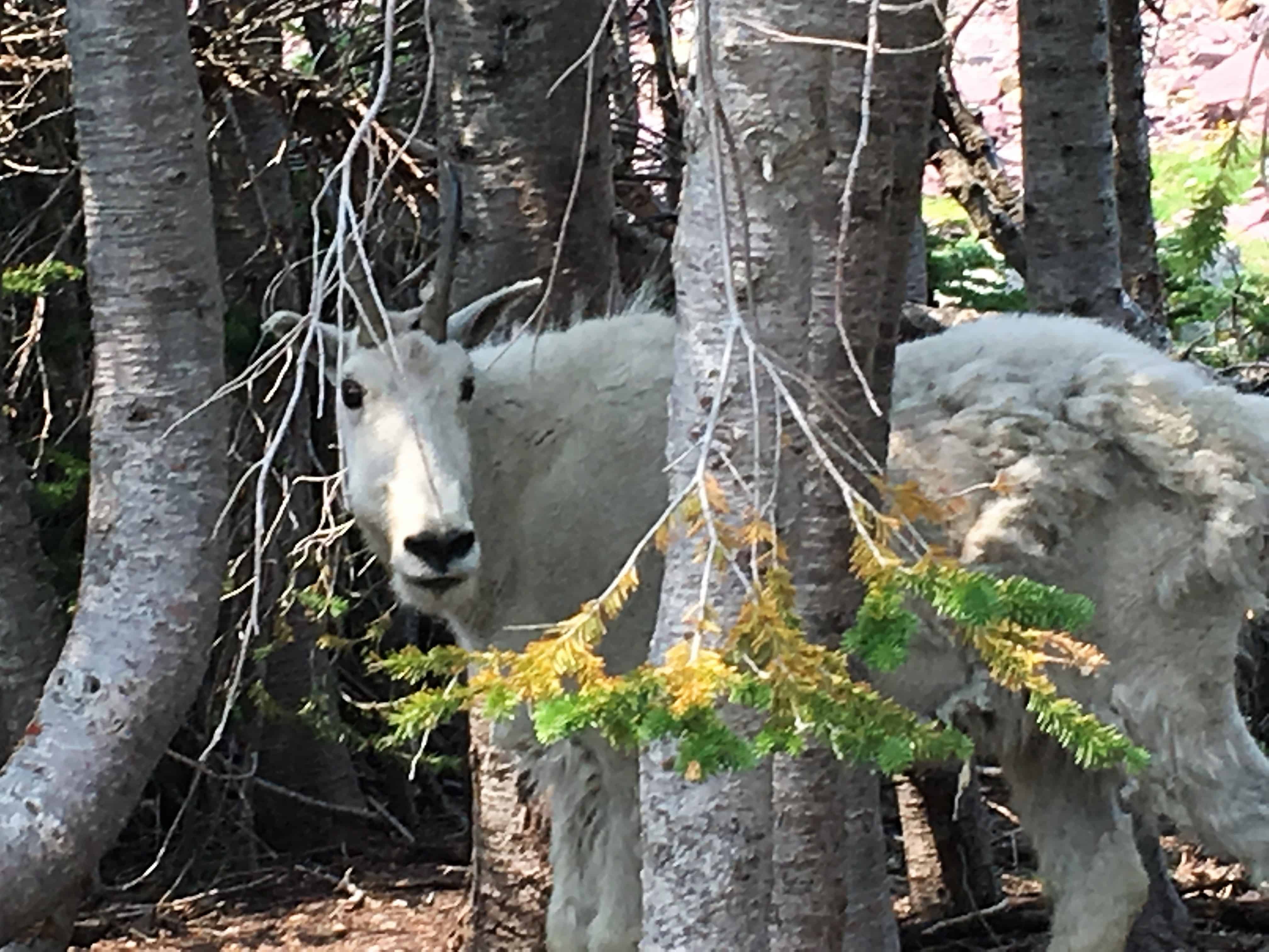 Mountain Goat in Glacier National Park