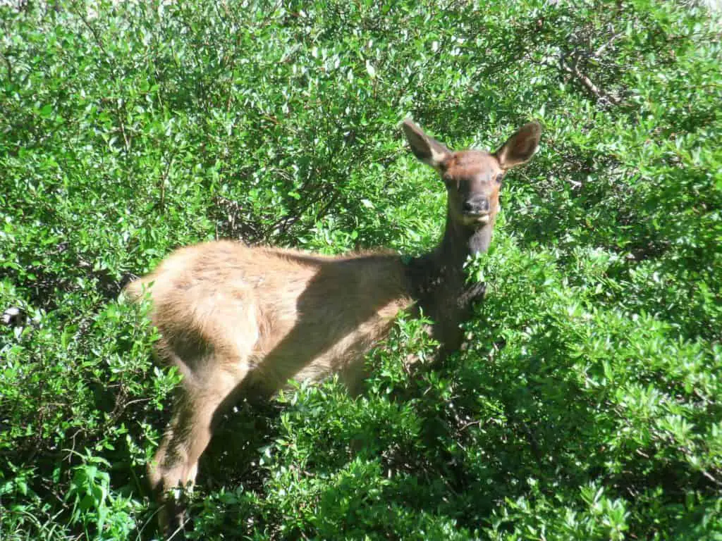 Elk Calf hiding in the Bushes near Sky Pond in RMNP