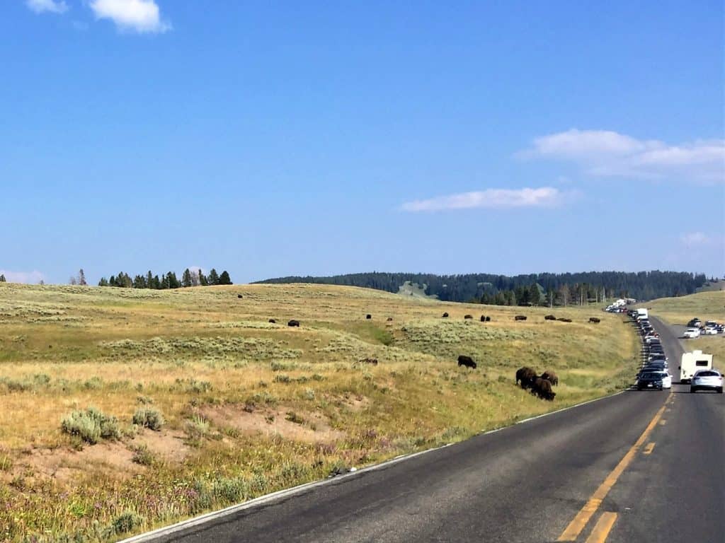 Bison are crossing the road in Yellowstone National Park causing a traffic jam