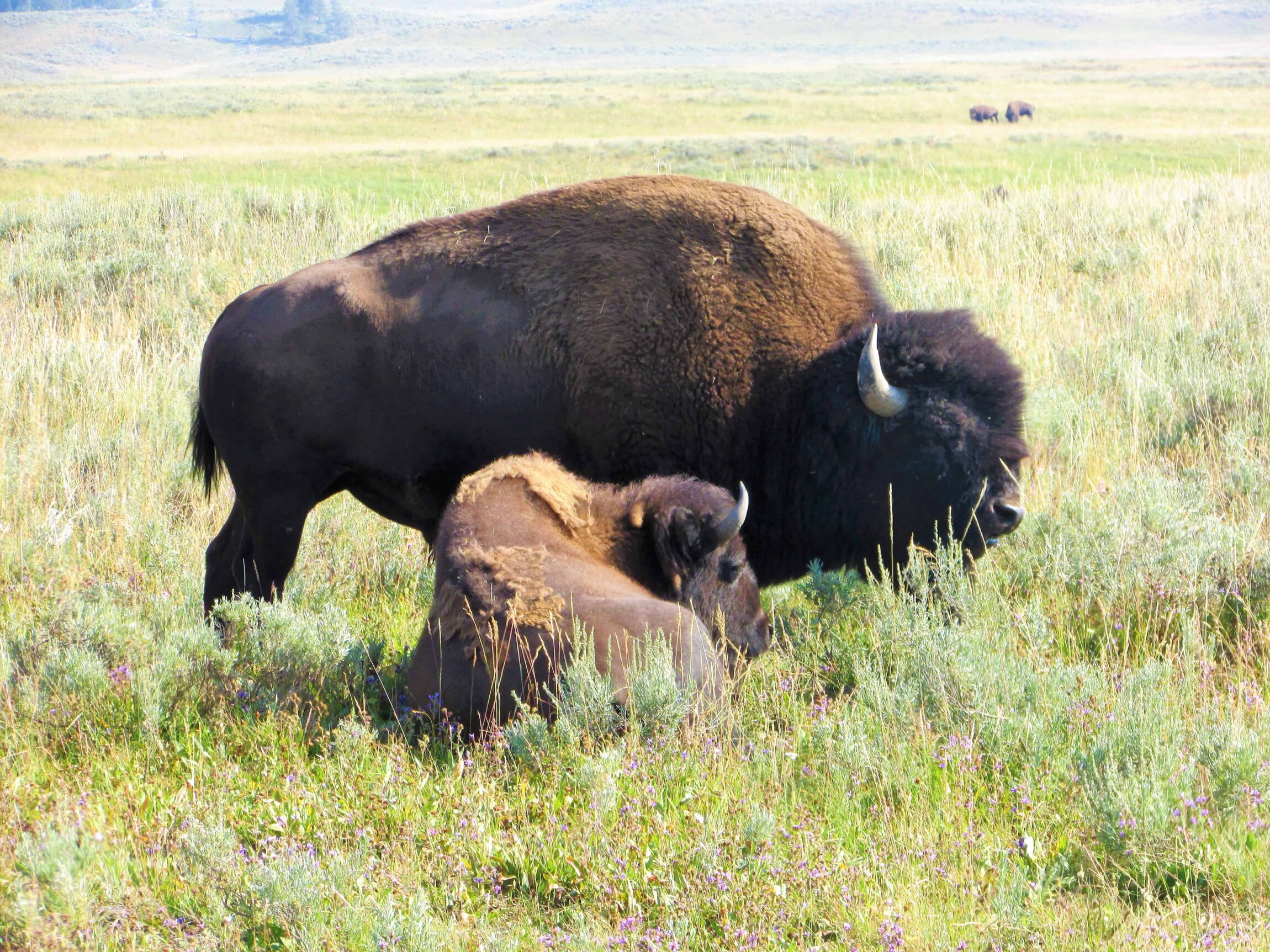 Bison by the road in Yellowstone National Park