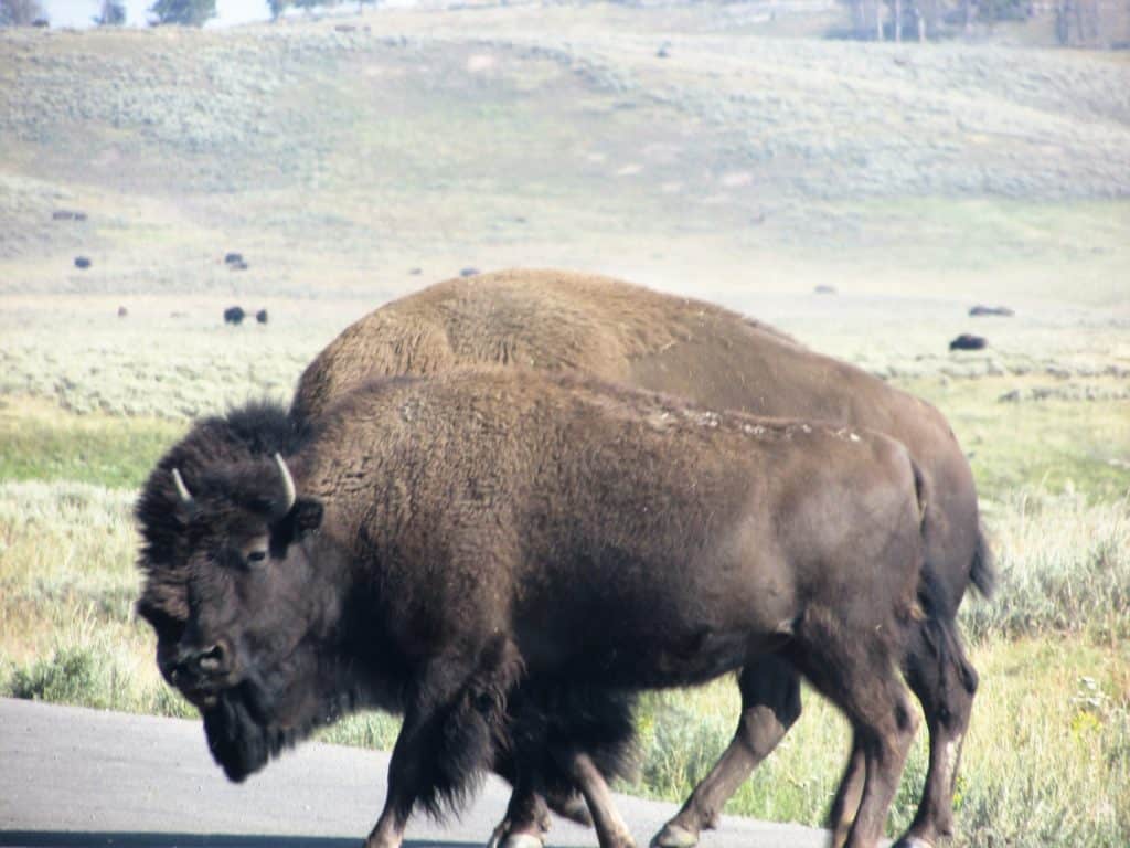 Bull and Cow crossing the road in Yellowstone