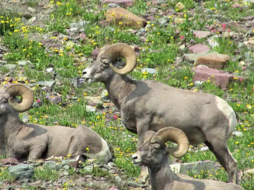 Big Horn Sheep Hidden Lake Glacier National Park