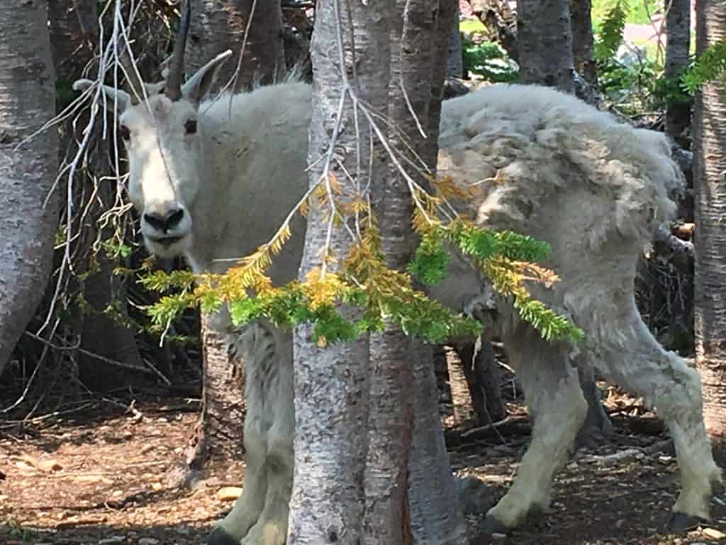 Mountain Goats on trail to Hidden Lake Glacier