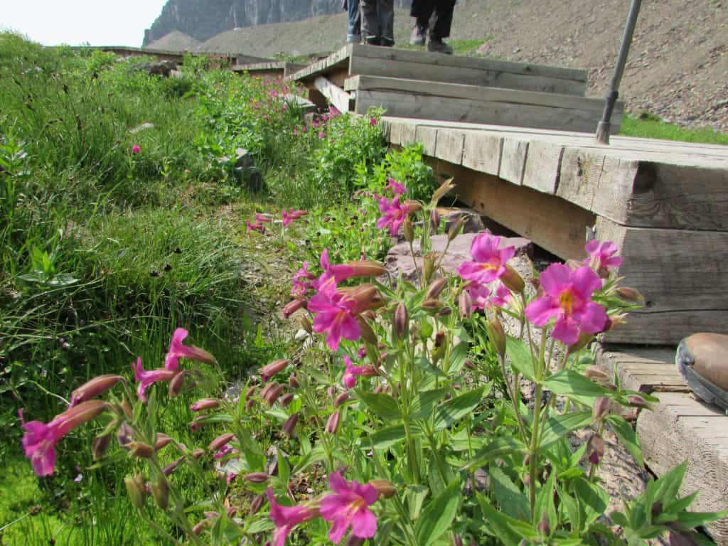 Monkey Flower next to boardwalk on way to Hidden Lake Glacier National Park