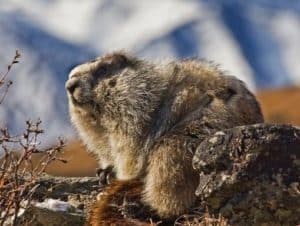 Marmot, Hidden Lake Glacier National Park Wildlife