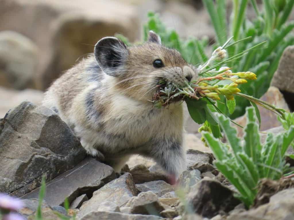 Pika were abundant on trail to Hidden Lake Glacier National Park