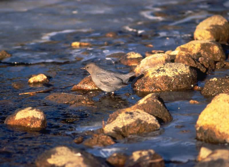 Ouzel in Rocky Mountain National Park