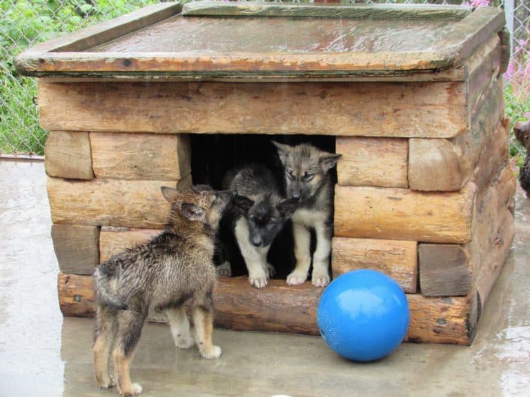 Meet the Energetic Team at the Denali Sled Dog Kennel