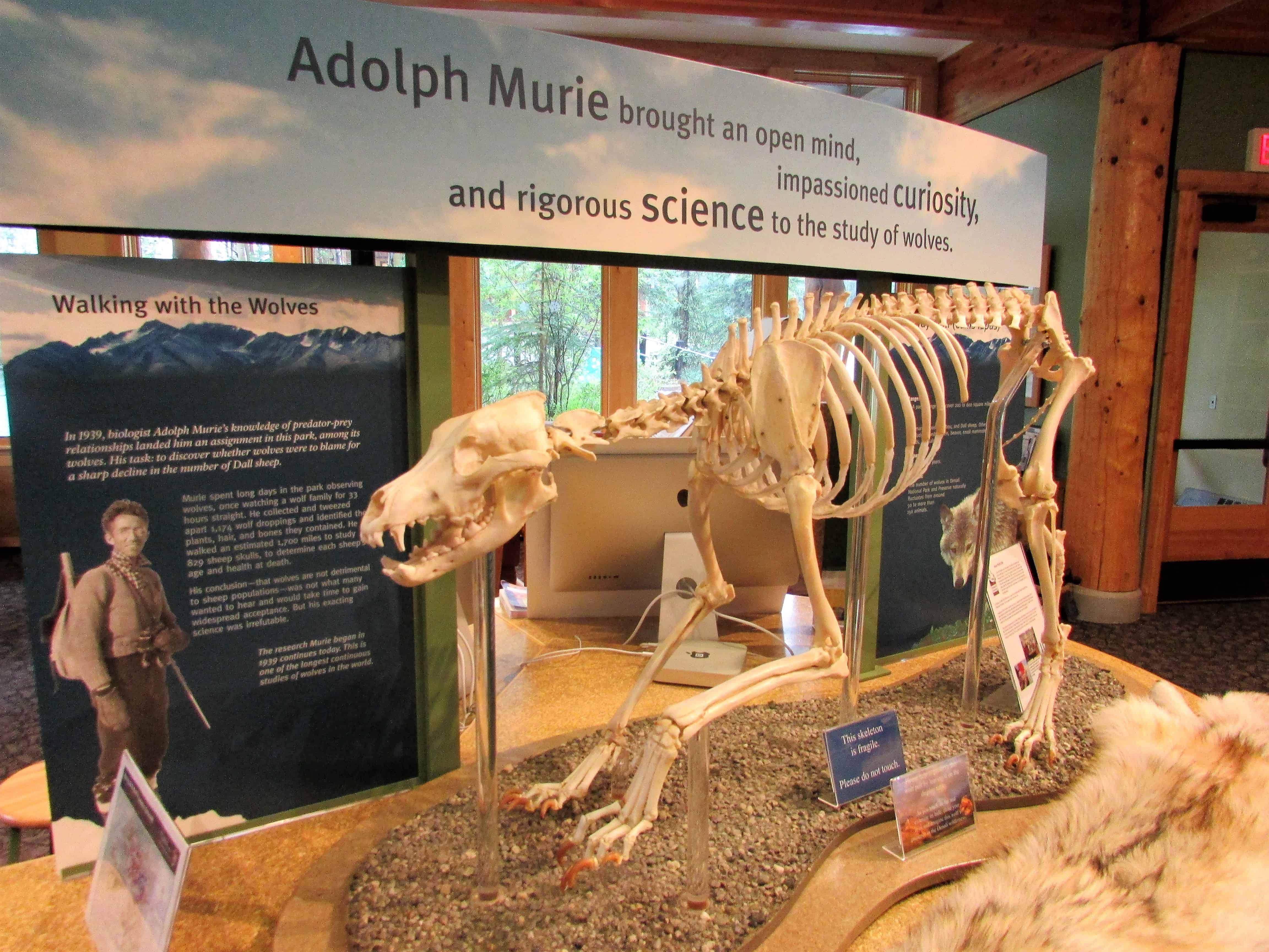 Thing to Do in Denali National Park - Murie Science Center Wolf Skeleton