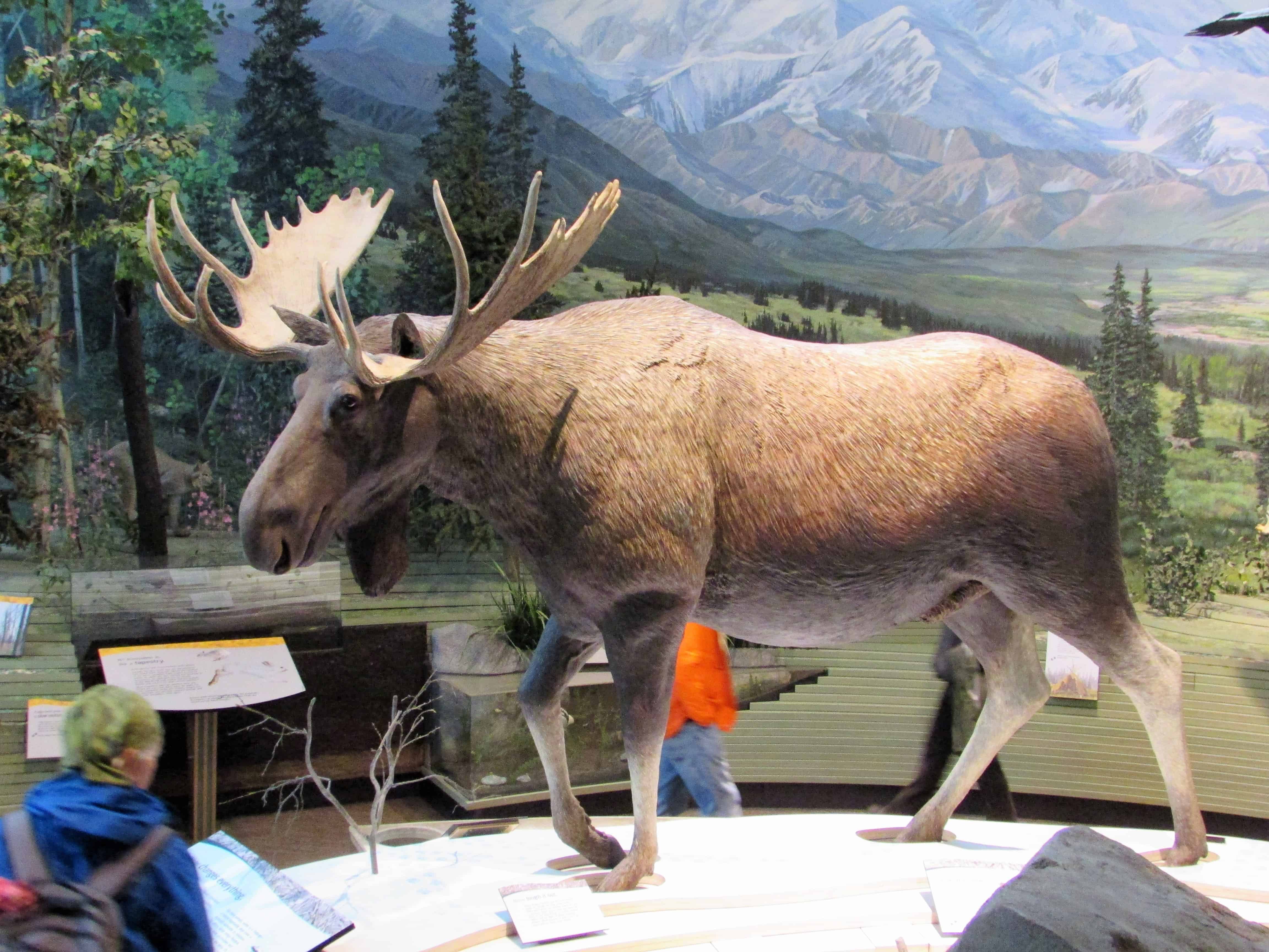 Things to do in Denali National Park Visitor Center - Moose Display