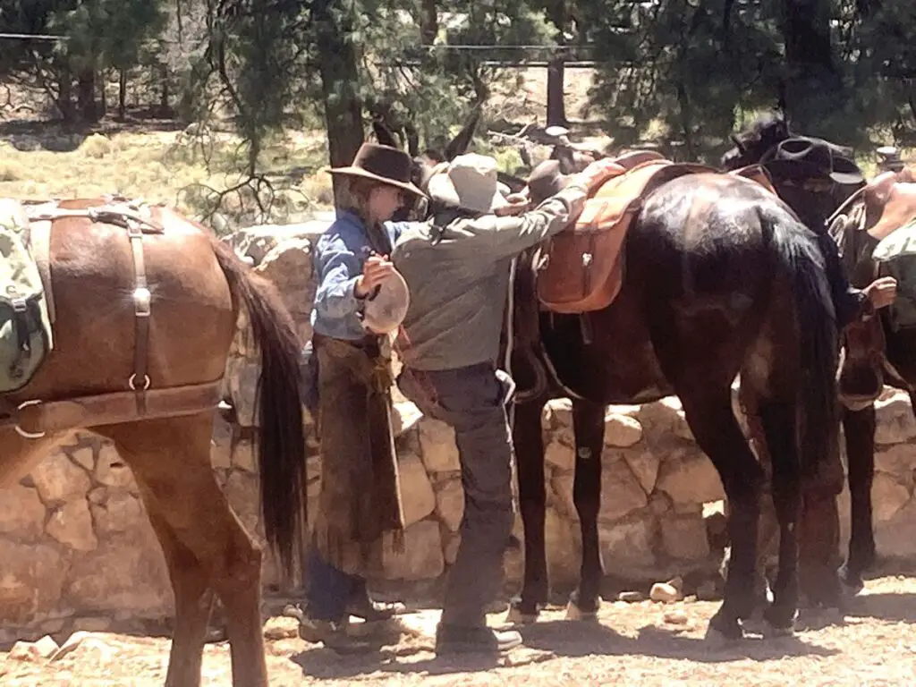 Mules returning from Grand Canyon