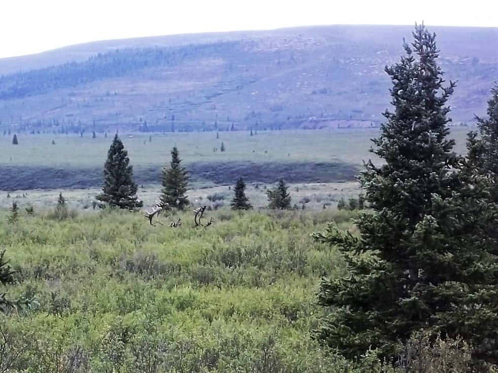 Caribou in Denlai National Park