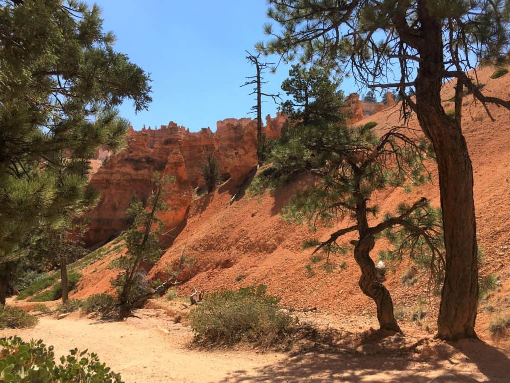 Stunted trees along Queens Garden and Navajo Loop Trail