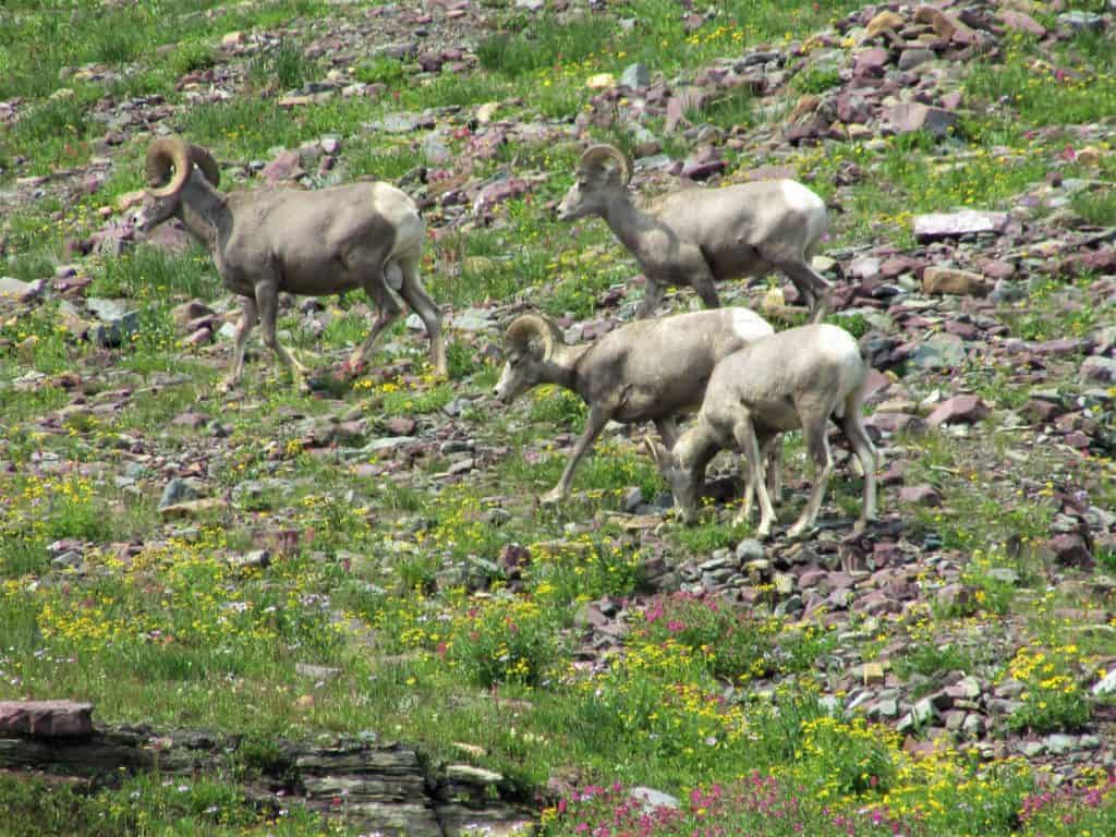 Big Horn Sheep while hiking Hidden Lake Trail Glacier National Park #WalkingTheParks #HiddenlakeGlacier