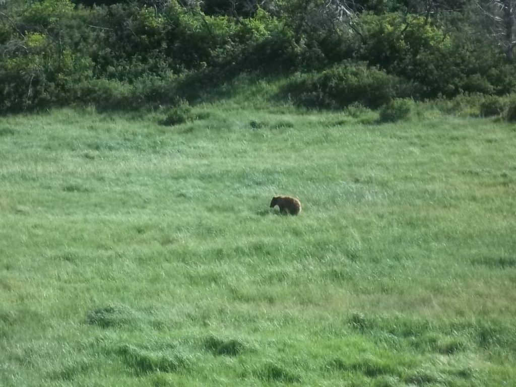 Bear in Mesa Verde