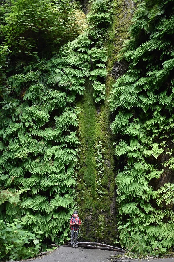 Wall of Ferns in Fern Canyon along James Irvine Trail