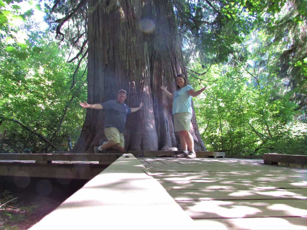 giant tree in the Grove of the Patriarchs in Mt Rainier National park