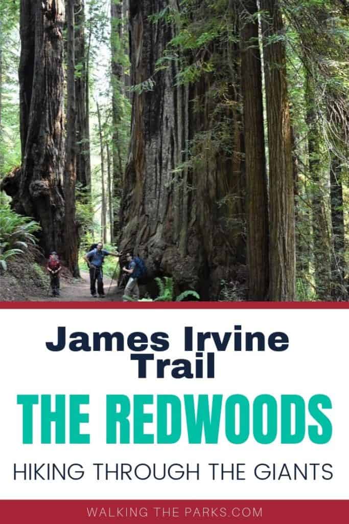 Hiking James Irvine Trail in The Redwoods National Park is quite the adventure. Read on to learn about this magical hike. #WalkingTheParks #Redwoods #HikeRedwoodsNationalPark