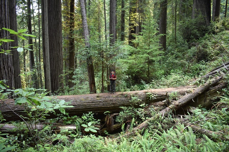 Boy standing on log in Fern Canyon