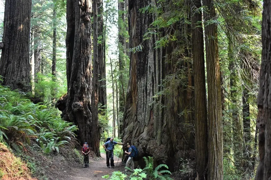 Giant Redwoods on James Irvine Trail