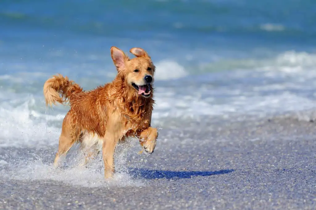 golden retriever dog running through water demonstrating a waterproof dog collar
