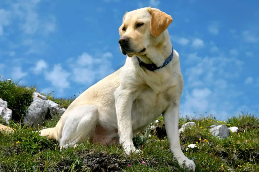 White dog sitting on grass wearing a rechargeable led dog collar