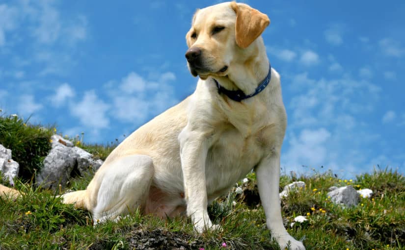 White dog sitting on grass wearing a rechargeable led dog collar