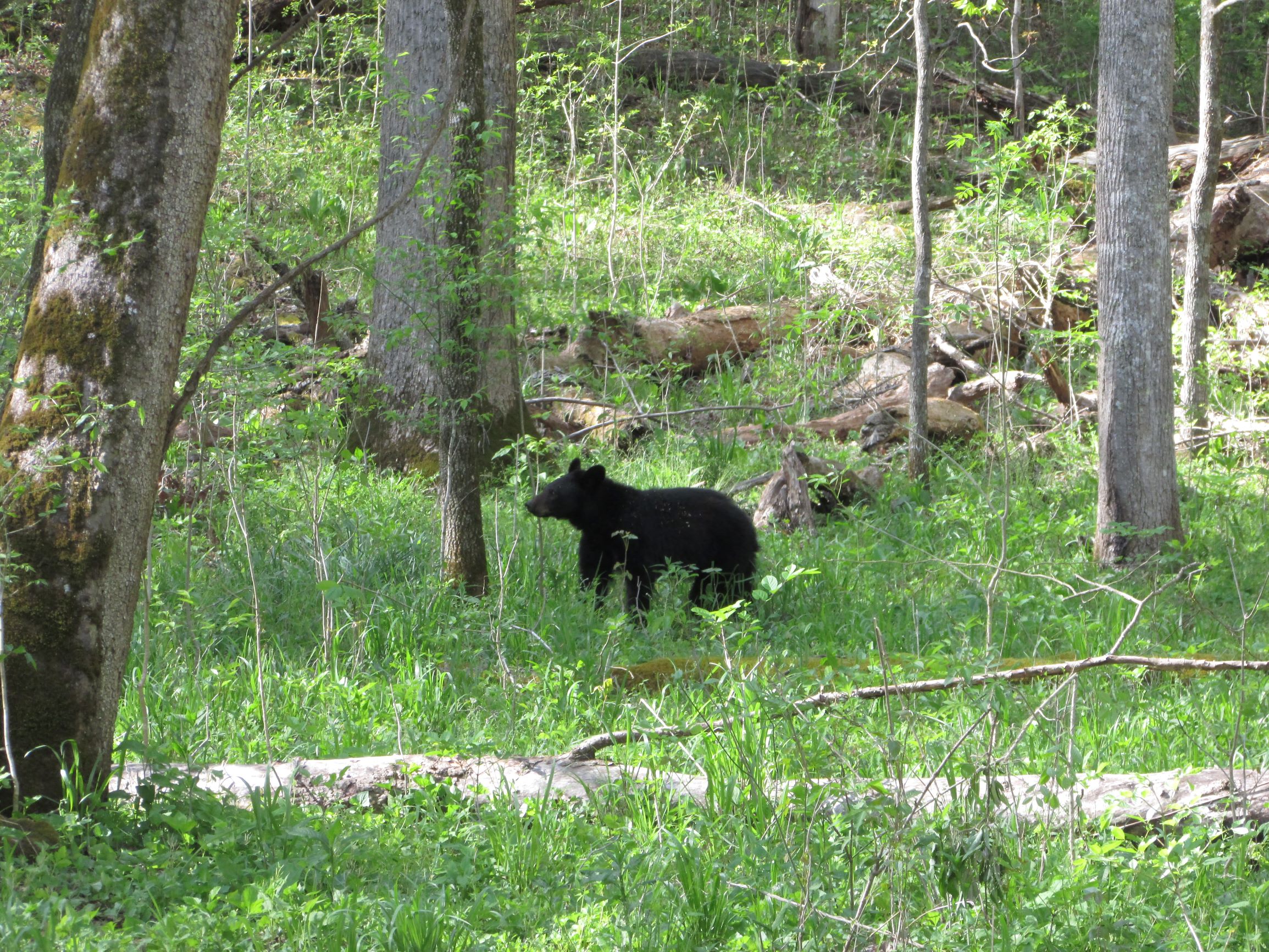 Bear in Cades Cove Loop GSMNP Walking The Parks