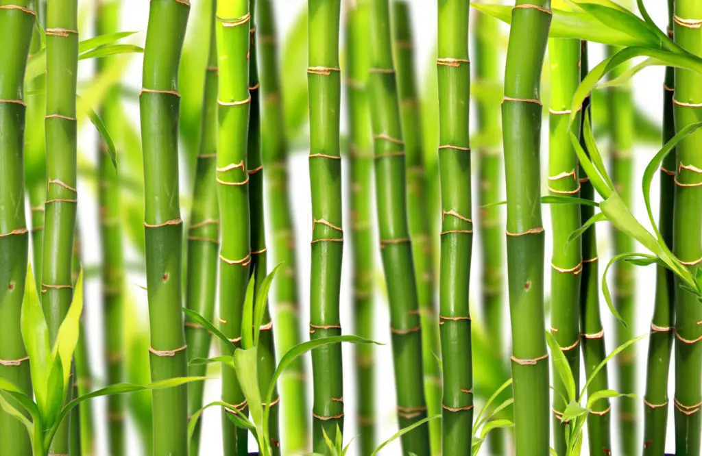 Bamboo used in womens hiking underwear