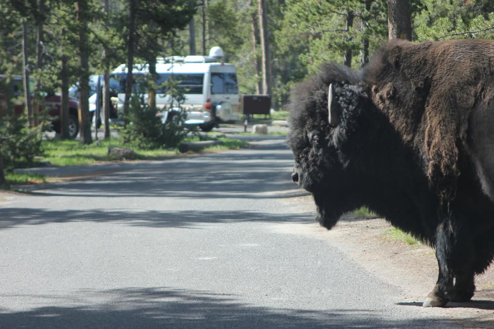 Buffalo in Yellowstone National Park Campground