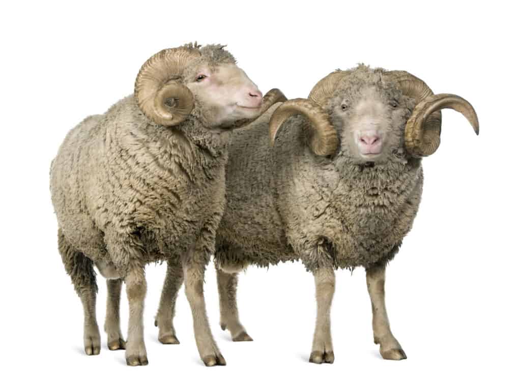 2 Merino wool sheep against a white backdrop representing the yarn used in the best mens underwear for hiking