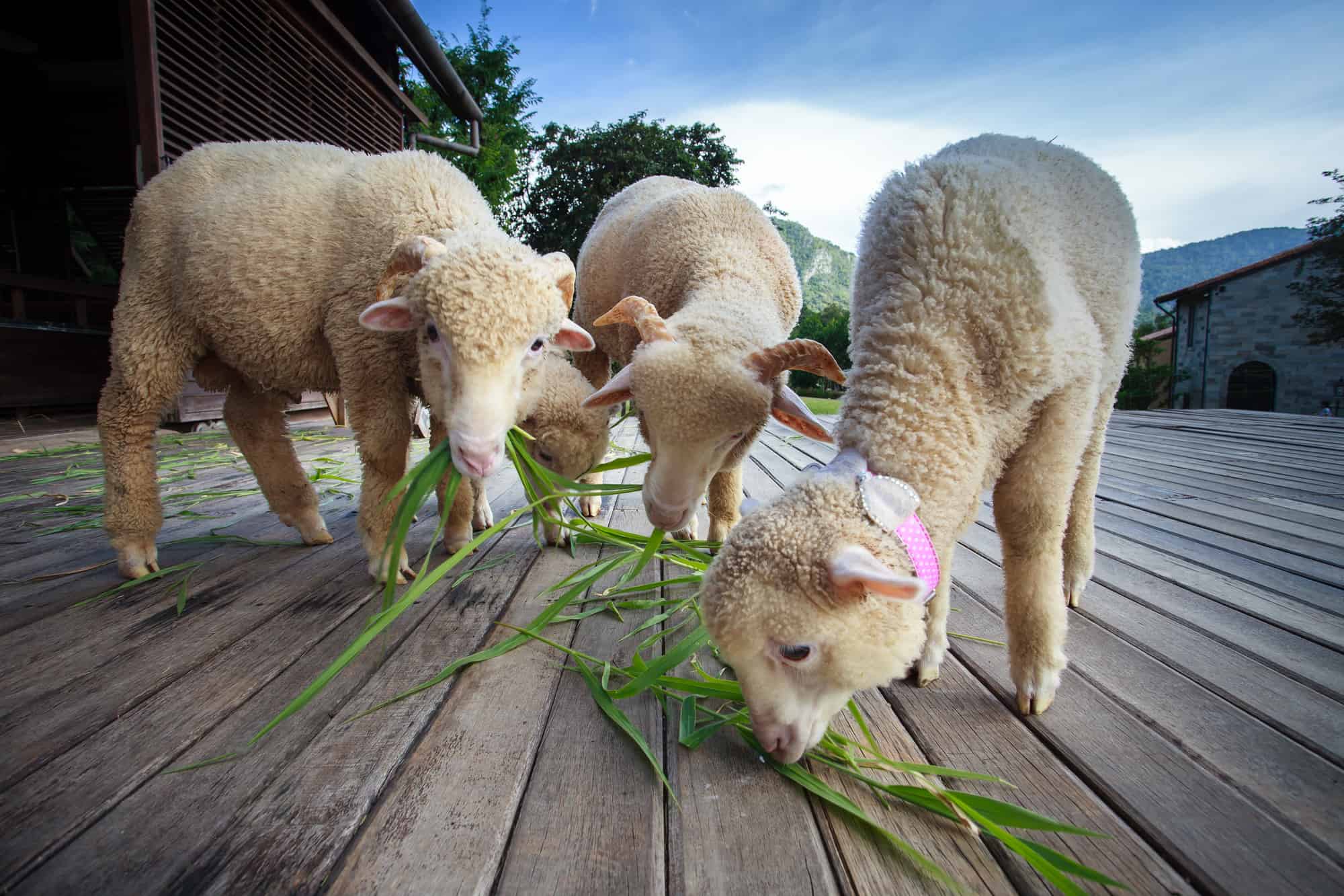 merino sheep eating ruzi grass leaves on wood ground of rural ranch