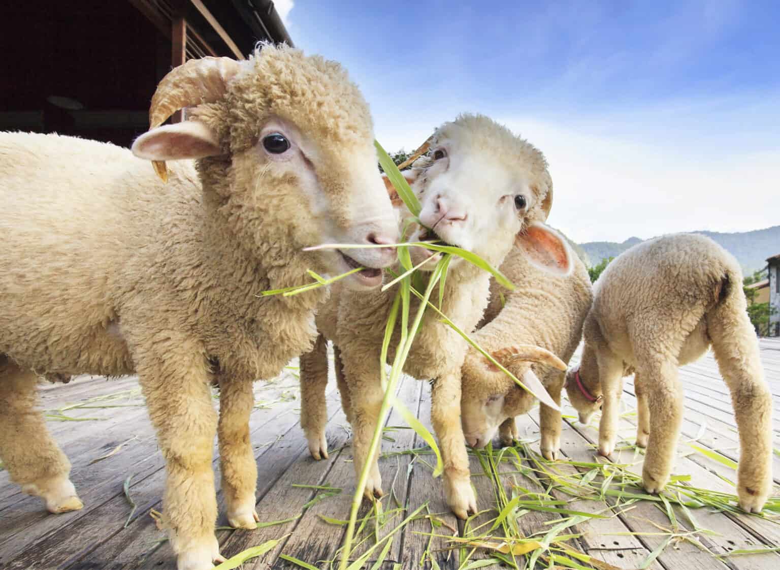 merino sheep eating ruzi grass leaves on wood ground of rural ranch