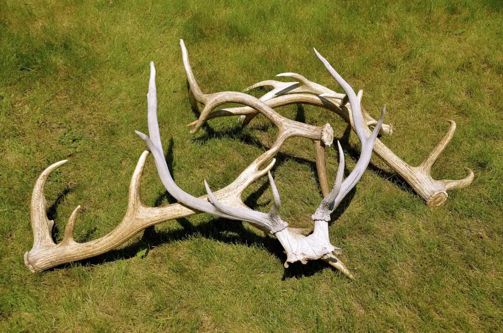 Shed Elk Antlers