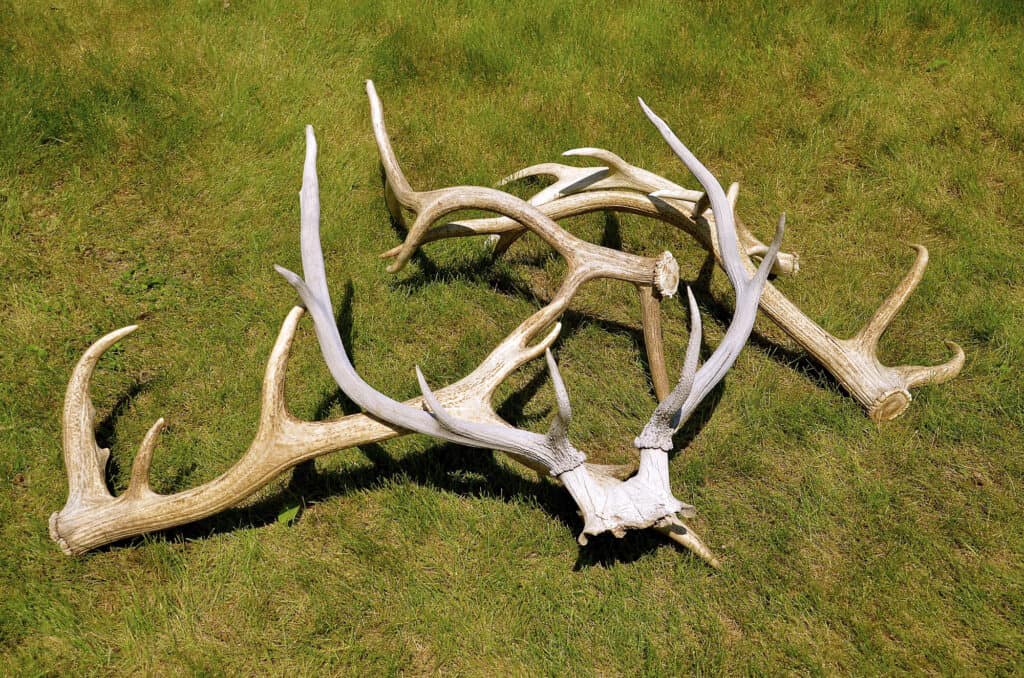 Shed Elk Antlers