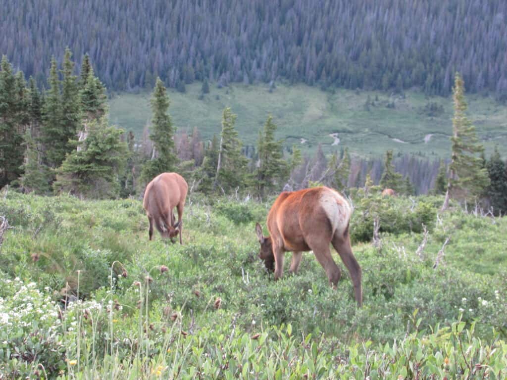 Elk grazing in grassy field