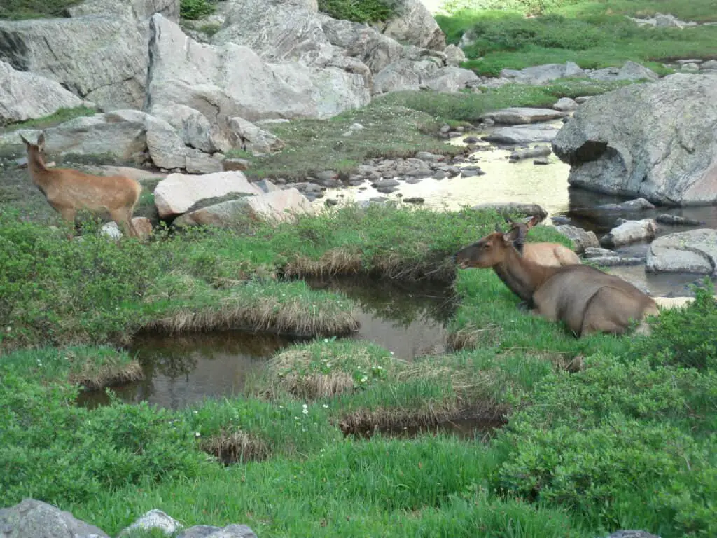 Elk Cow and Calf at Glass Lake Rocky Mountain National Park