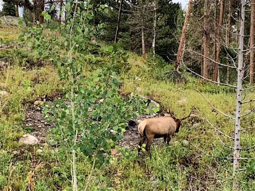 Elk feeding in Rocky MOuntain National Park