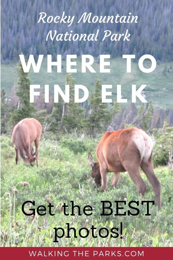 Where to find Elk in Rocky Mountain National Park.