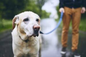 Man with Dog hiking in the rain