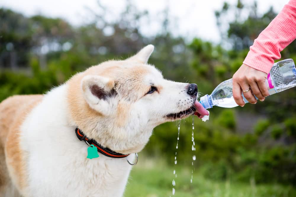 Dog drinking water in summer heat