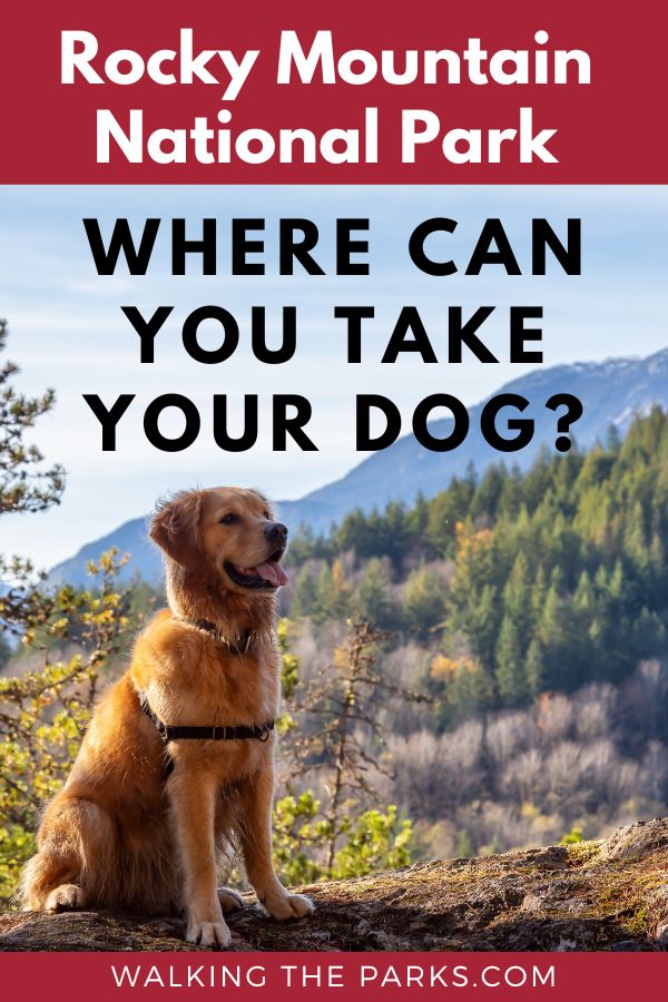 Guide to where you can and can't take your dog in Rocky Mountain National Park