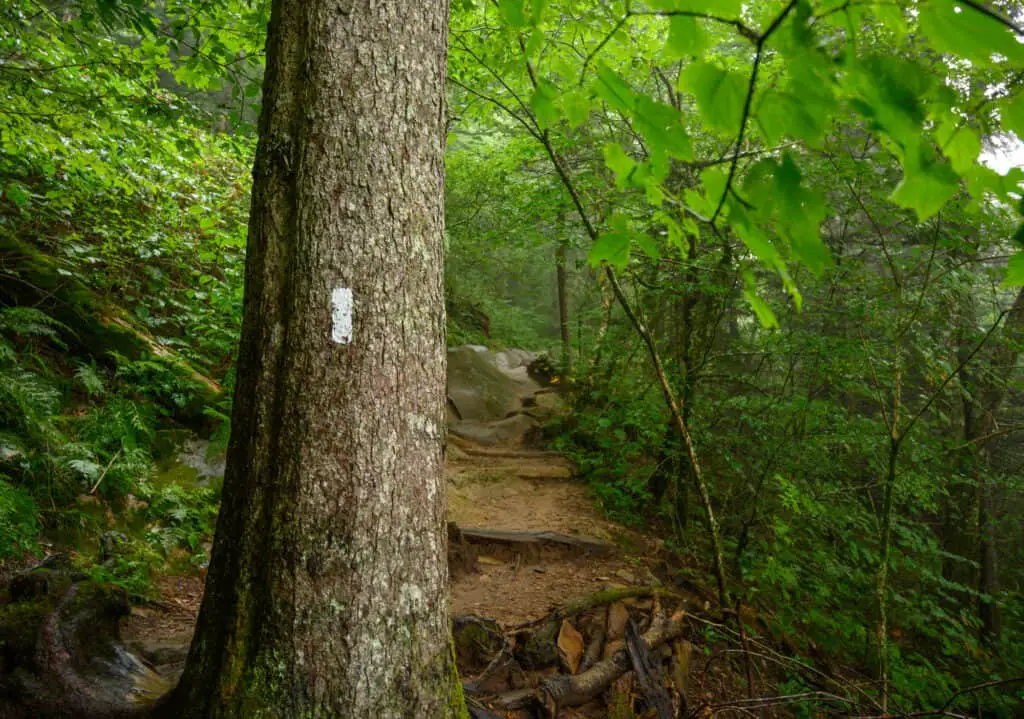 Tree in woods with the white blaze mark for backpackers on the Appalachian Trail