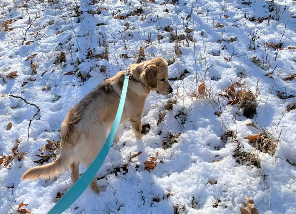 Dog walking through snow