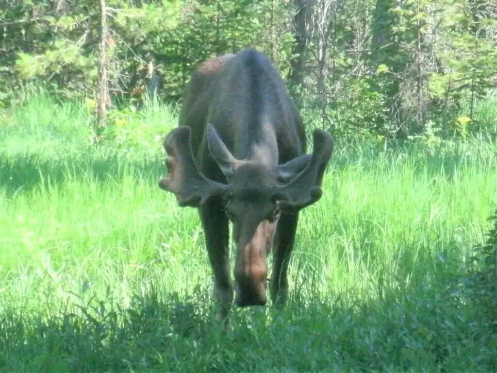 photo of bull moose looking straight at camera taken in tall grass in rocky mountain national park