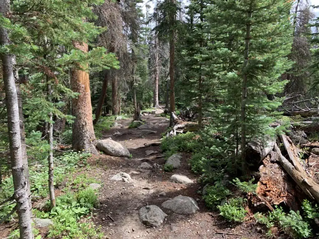 dirt hiking trail through evergreens