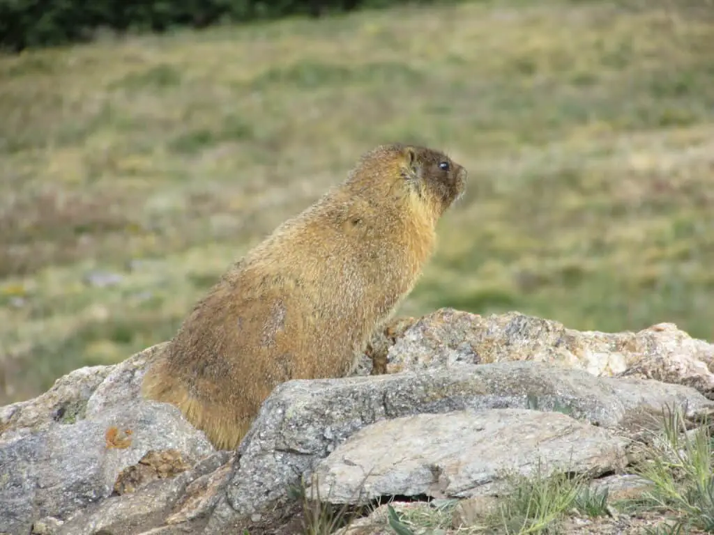 Marmot sitting on rocks in Rocky Mountain National Park