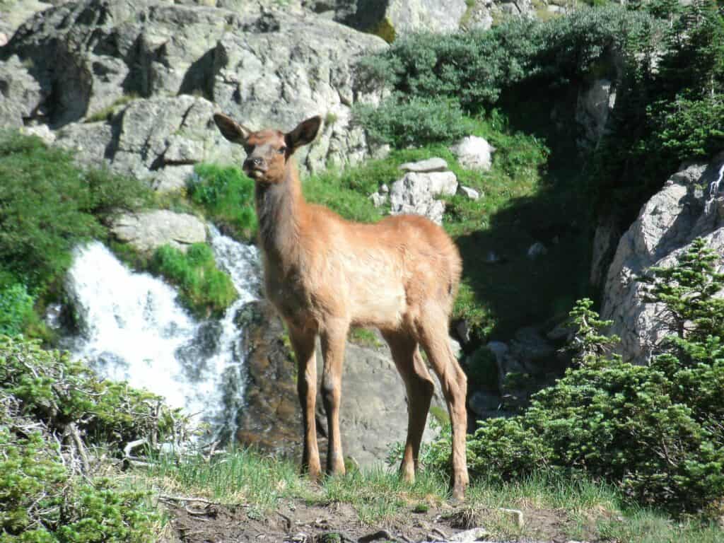 Young elk against a back drop of boulders in Rocky Mountain National Park