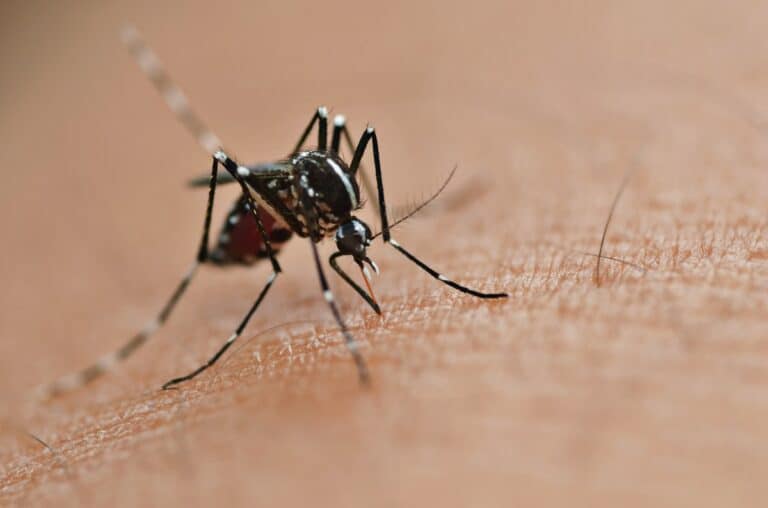 Close up of mosquito biting